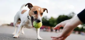 Dog Trainer: Your Digital Nomad Career Guide